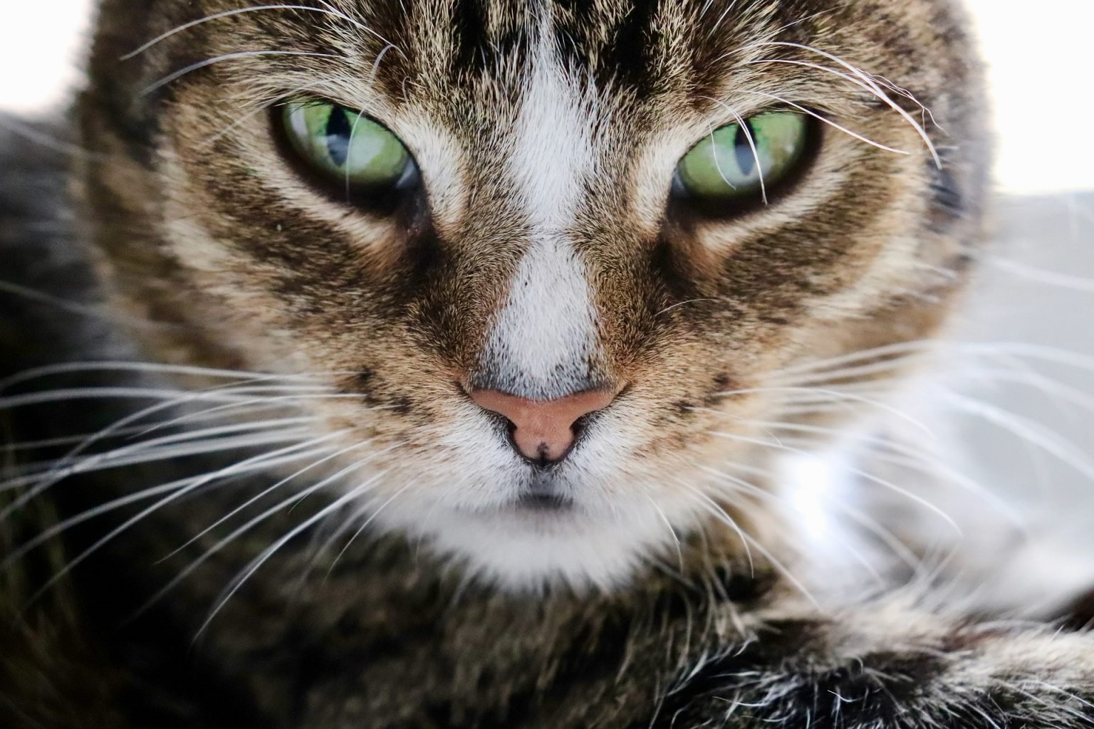 Crafting with Cat Hair DIY & Craft Blog